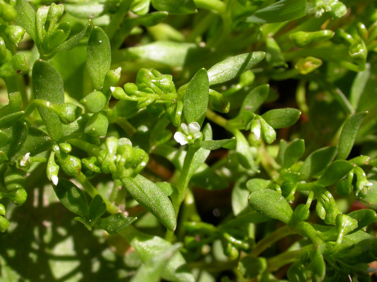 Portulakgewächse Portulacaceae